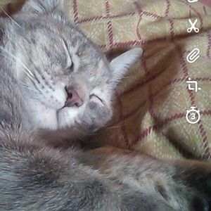 Meet your Posher, Priscilla